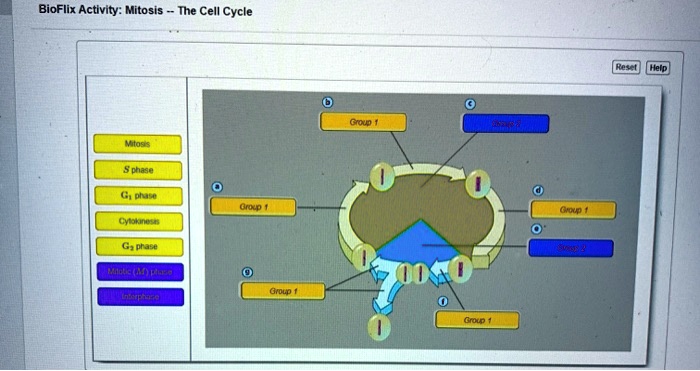 Cycle cell mitosis bioflix part activity drag labels targets onto pink chegg solved identify transcribed problem text been show has