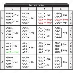 The table shows the nucleotide mixture for lane 1