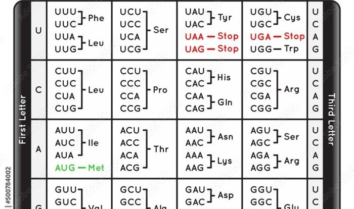 The table shows the nucleotide mixture for lane 1