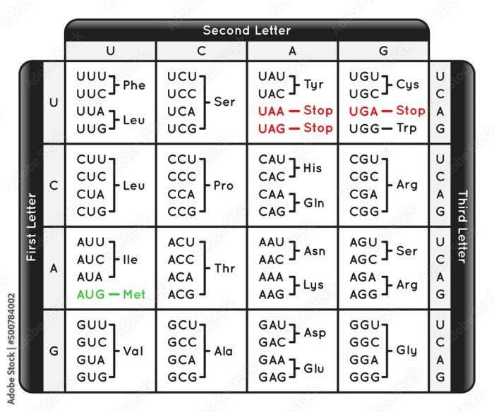 The table shows the nucleotide mixture for lane 1