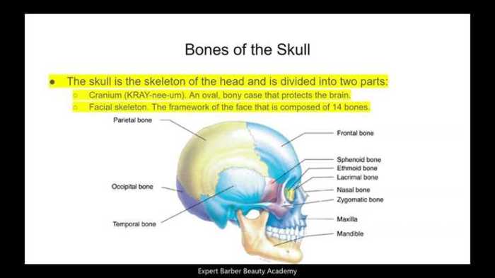 Chapter 6 general anatomy and physiology milady