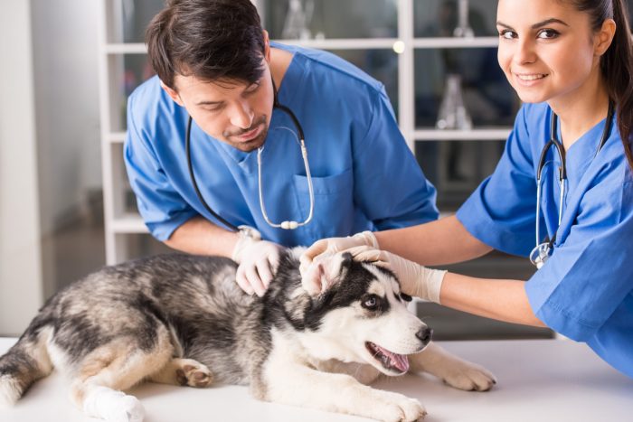 The professional association that represents veterinary technicians is the