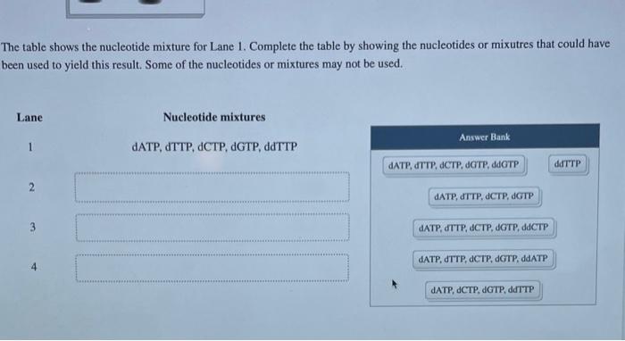 The table shows the nucleotide mixture for lane 1