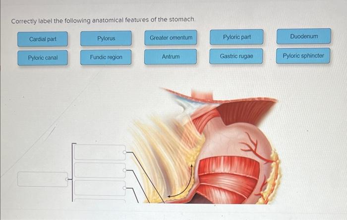 Correctly label the following anatomical features of the stomach.