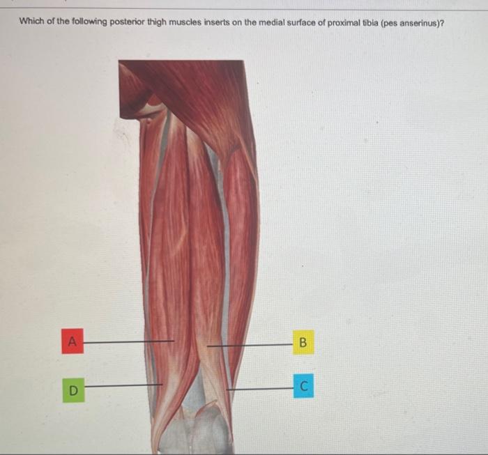 Eye muscles human eyes eyelids anatomy structure associated parts figure table