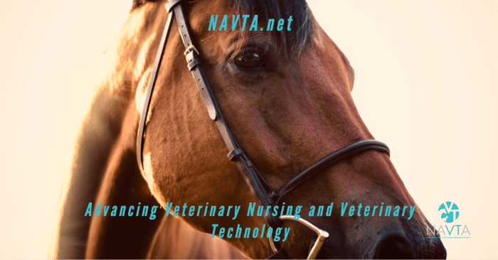 The professional association that represents veterinary technicians is the