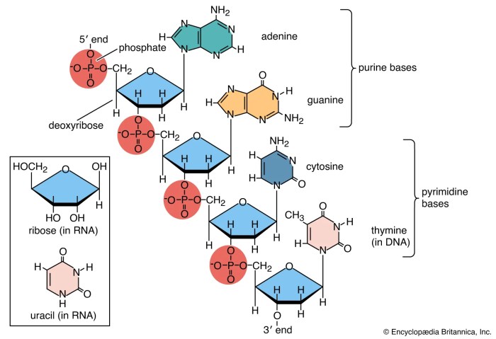 Genetic codon mrna nucleotide triplet translating acid