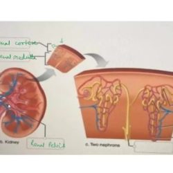 Correctly thoracic anatomical solved ent chap subm exit transcribed problem