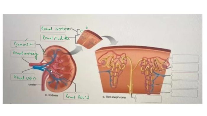 Correctly thoracic anatomical solved ent chap subm exit transcribed problem