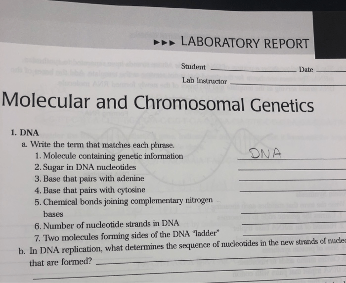 Molecular and chromosomal genetics lab answers