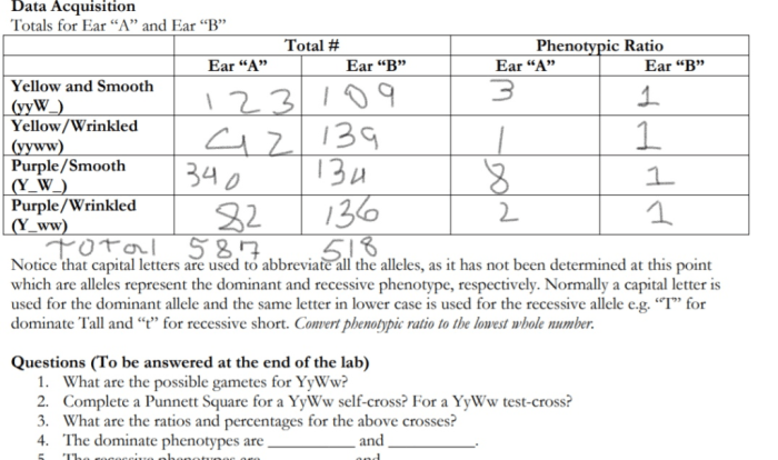 Mutations chromosomal mutaciones types inversion cromosomica cromosómicas translocation mutacion insertion