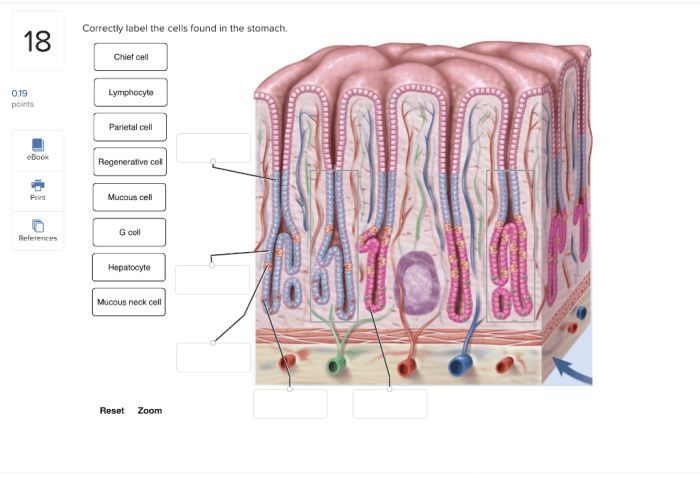 Correctly label the following anatomical features of the stomach.